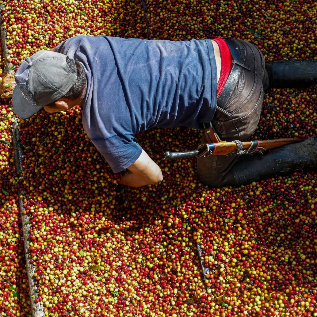 En 2023 la cosecha cafetera antioqueña fue de 1,53 millones de sacos del grano. FOTO Manuel Saldarriaga