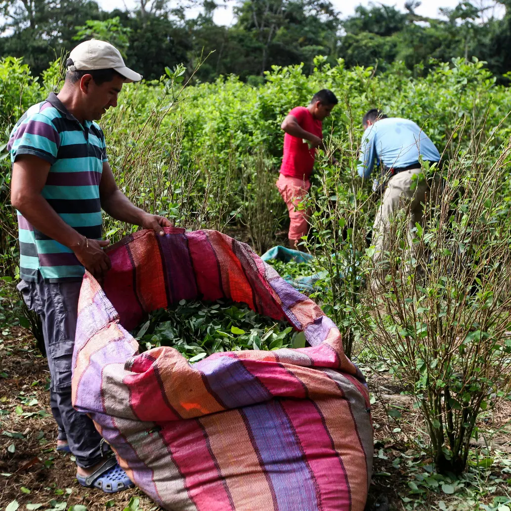 La siembra de hoja de coca sigue en aumento sostenido desde el inicio del proceso de negociación de paz con las Farc, en 2013. FOTO: MANUEL SALDARRIAGA. La siembra de hoja de coca sigue en aumento sostenido desde el inicio del proceso de negociación de paz con las Farc, en 2013. FOTO: MANUEL SALDARRIAGA.