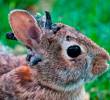 Autoridades informaron que los conejos tiene el virus del papiloma del conejo cola de algodón que se transmite a través de la picadura de insectos. Foto Education Images/Universal Images Group, vía Getty Images.