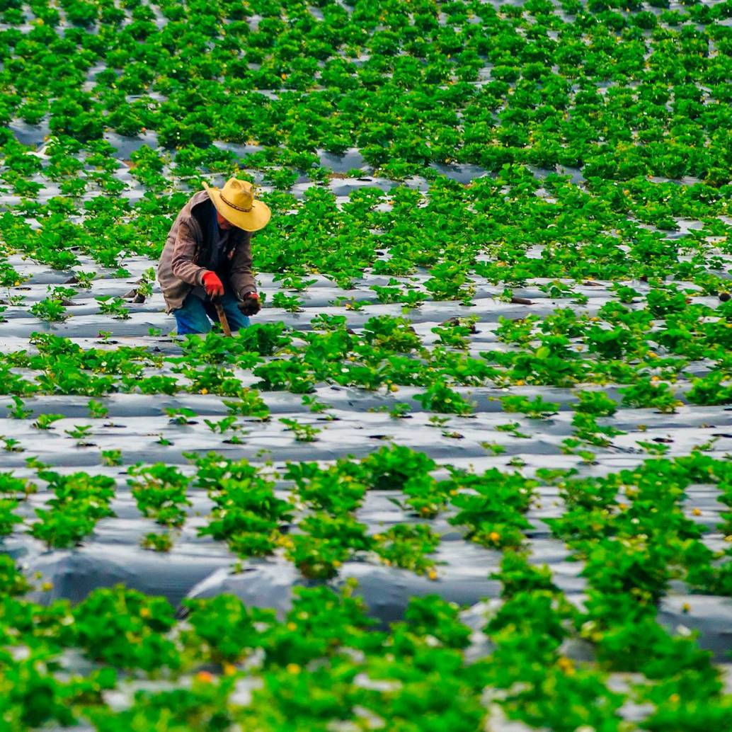 En Colombia las zonas adecuadas para el cultivo de la fresa se encuentran en la Sabana de Bogotá, algunas áreas de Nariño, Cauca y Antioquia. Foto: Camilo Suárez Echeverry