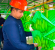 Productores bananeros de Magdalena y La Guajira enfrentan presión en sus ingresos por la revaluación del peso y el aumento de costos en 2026. FOTO suministrada por Libreta Personal