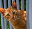Así puedes saber si tu gato está triste
