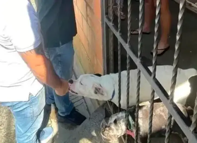 Video | “¡No les pegue!”: denuncian maltrato a dos perros en Bello
