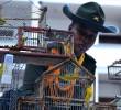 Las 22 aves silvestres quedaron en custodia de las autoridades tras el operativo. FOTO: Cortesía Policía