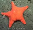 Una estrella de mar a 1.195 metros de profundidad en el Cañón de Mar del Plata, captada por el robot SuBastian desde el buque Falkor. La expedición del Schmidt Ocean Institute ha fascinado a miles de argentinos. Imagen: AFP/ SCHMIDT OCEAN INSTITUTE / ROV SUBASTIAN.