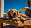 El sol y las mascotas: beneficios y riesgos que debes conocer