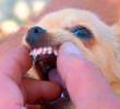 Dientes de tiburón en perros: ¿qué son y cómo afectan la salud?