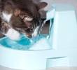 Cómo hacer para que mi gato beba más agua