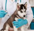 Cinco enfermedades comunes en perros cachorros