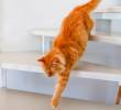 ¿Qué significa que un perro o gato sea zurdo?