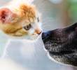 Cinco enfermedades que los humanos pueden transmitir a perros y gatos