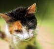 Las razones detrás de los cabezazos de los gatos