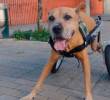 Crean prótesis de bajo costo para mejorar la vida de perros rescatados