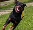 Medicamento podría alargar vida de los perros grandes: ¡Llegaría en 2026!