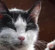 Gata “exterminó” a un roedor protegido en universidad de Grecia