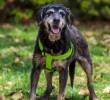 ¿Por qué a los perros no les caen bien algunas personas?