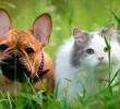 Los gatos y perros también sufren quemaduras solares, así puedes evitarlas