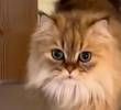Un gato experto en vida felina y otros videos gantásticos