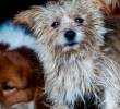 ¿Cómo afecta el estrés humano a tu mascota?