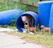 ¿Los perros podrían vivir sin humanos? Esto dicen los expertos