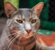 ¡A los gatos les gusta el sol! ¿A qué se debe esta fascinación?