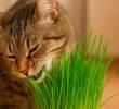 Hierba para gatos: ¿Qué tan buena es?