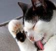Si tu gato se acicala en exceso sigue estos consejos