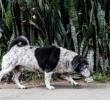 Mix Feeding transforma la nutrición de mascotas en Colombia