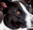 Mi perro tiene verrugas, ¿qué debo hacer?