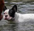 ¿Paseo en la playa? ¡Que tu perro no ingiera agua de mar!