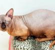Gato alterado genéticamente alerta sobre cría extrema e irresponsable