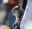 Las mascotas mejoran la calidad de vida de los adultos mayores