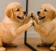 Video: Curiosas reacciones de perros frente a un espejo