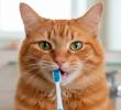 Guía para limpiar correctamente los dientes de tu gato