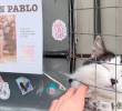 Conoce al gato Juan Pablo y otras mascotas divertidas