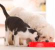 ¿Son necesarios los carbohidratos en la dieta de perros y gatos?