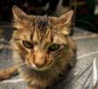 ¿Cuántas razas de gatos hay en el mundo? Tica tiene el registro