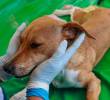 Colombia tiene su primer suplemento posbiótico para la salud de las mascotas