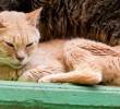 El ejercicio en los gatos es la clave de su felicidad