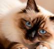 5 razas de gatos que casi no maúllan