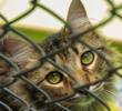 A los gatos les demencia, similar al Alzheimer de los humanos