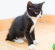 Los gatos también juegan a buscar la pelota