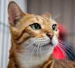 ¿Los gatos pueden reírse o sonreír? Les contamos curiosidades
