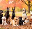 ¿Qué tipo de perro eres según tu personalidad?