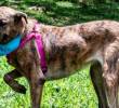 Anemia en perros: ¿Cómo tratarla?
