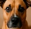 Cómo cuidar la salud ocular de tu perro