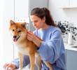 Veterinarios en línea: La nueva era de la salud digital para mascotas