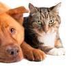 ¿Cómo se adaptan los perros y los gatos a la ciudad?