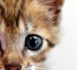 Significado de la M que tienen los gatos pardos en la frente