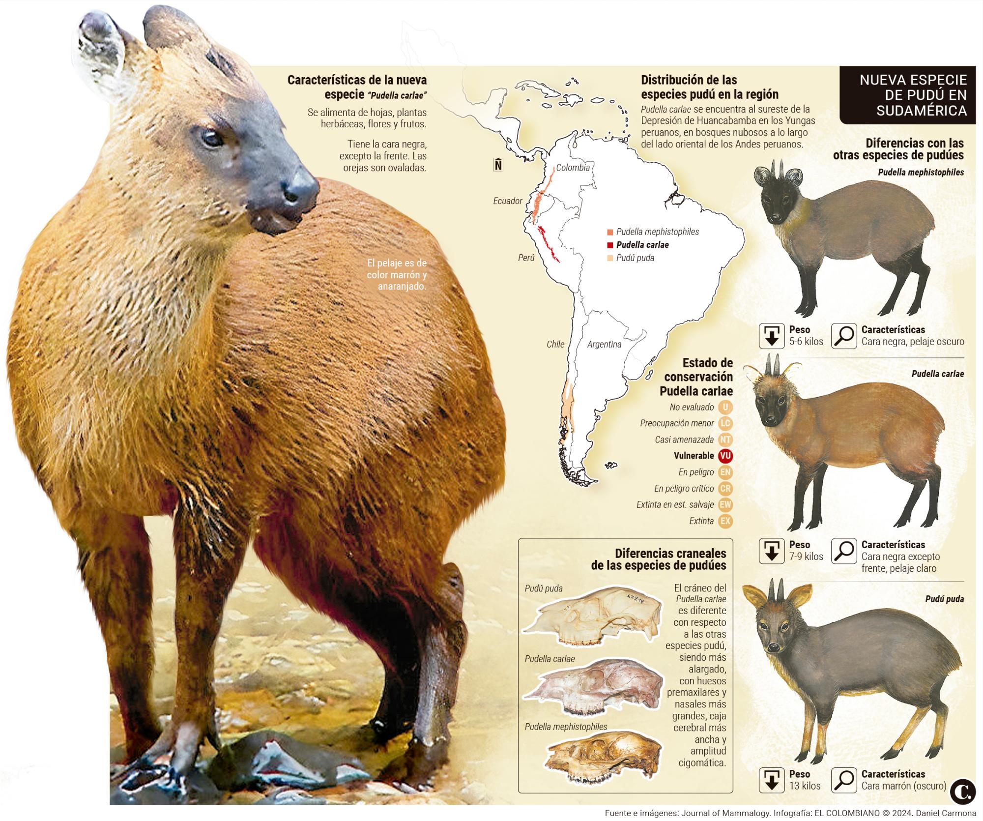 Sabe qué es un pudú Conozca la nueva especie de estos animales